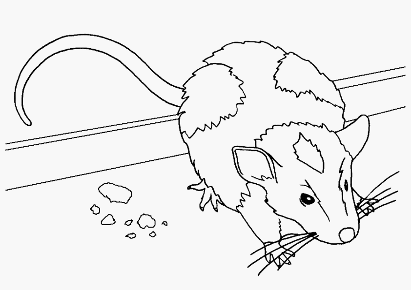 Ratón #9035