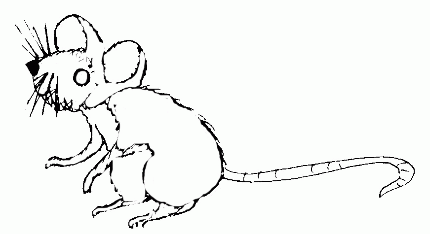 Ratón #9049