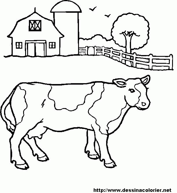 Vaca #9078