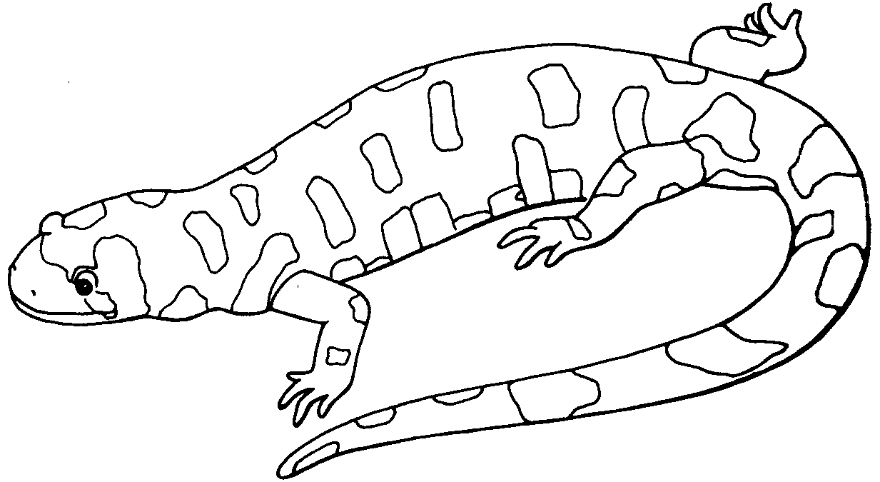 Salamandra #9092
