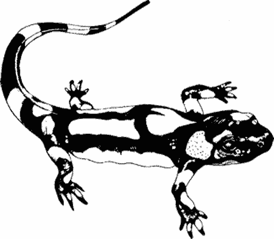 Salamandra #9093