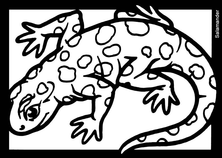 Salamandra #9094