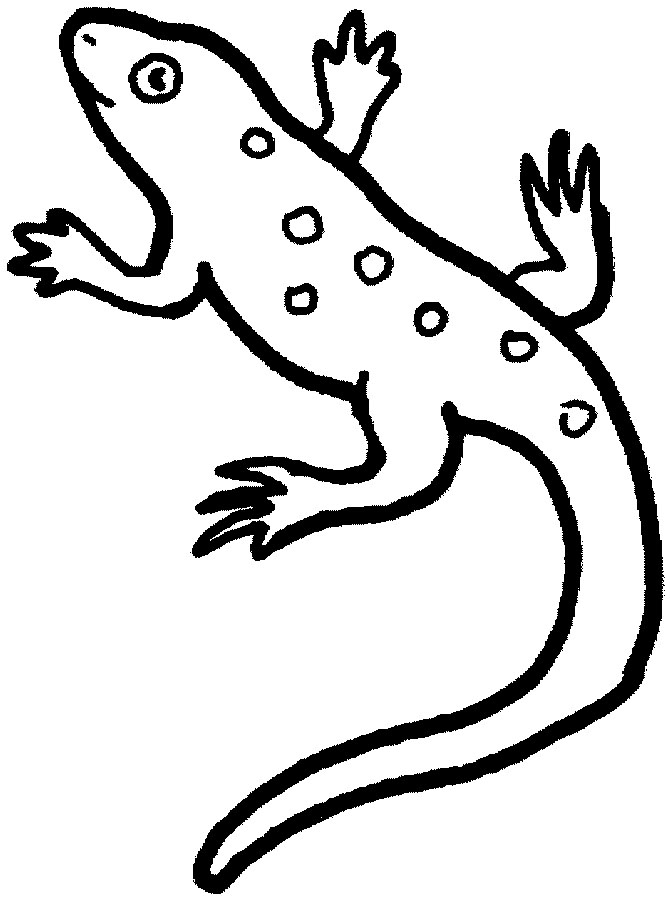 Salamandra #9095