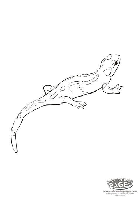 Salamandra #9096