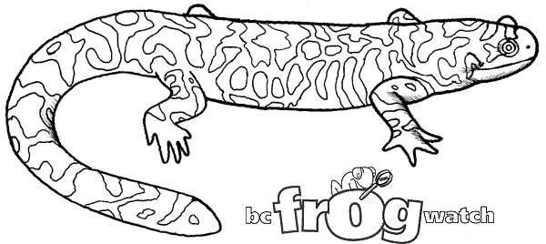 Salamandra #9097