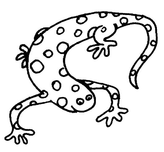 Salamandra #9100