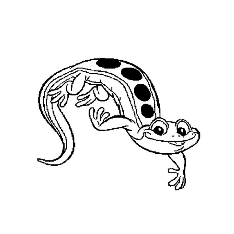 Salamandra #9102