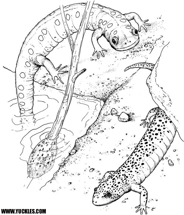 Salamandra #9106