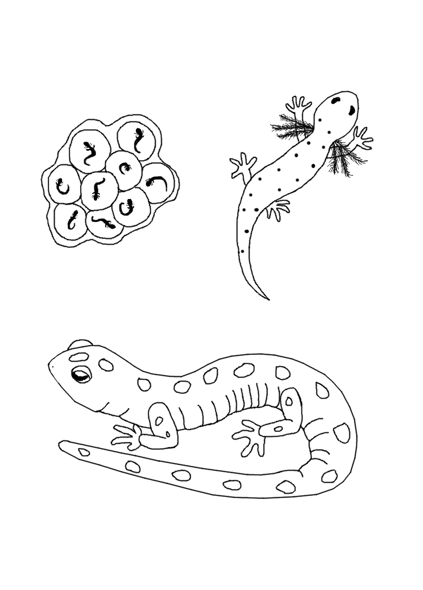 Salamandra #9107