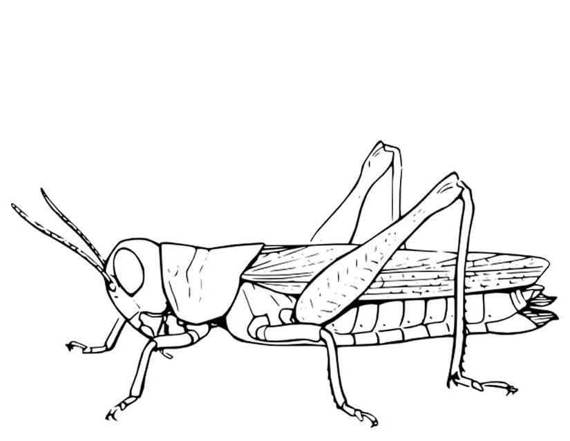 Saltamontes #9110