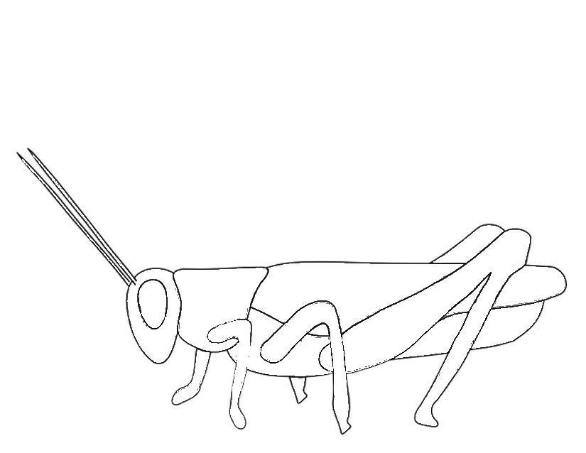 Saltamontes #9113