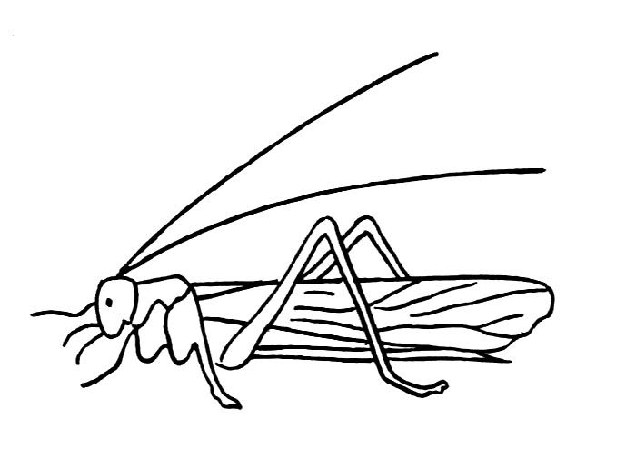 Saltamontes #9116