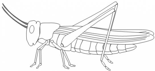 Saltamontes #9119