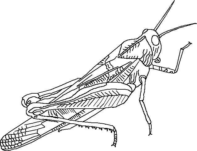 Saltamontes #9121