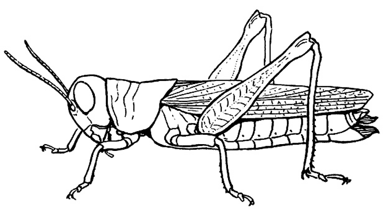 Saltamontes #9122