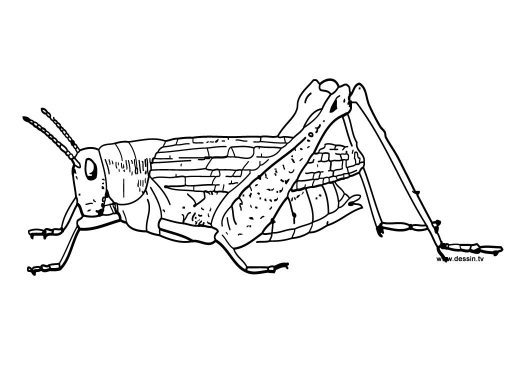 Saltamontes #9124