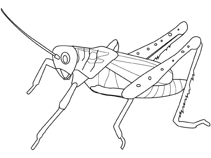 Saltamontes #9125