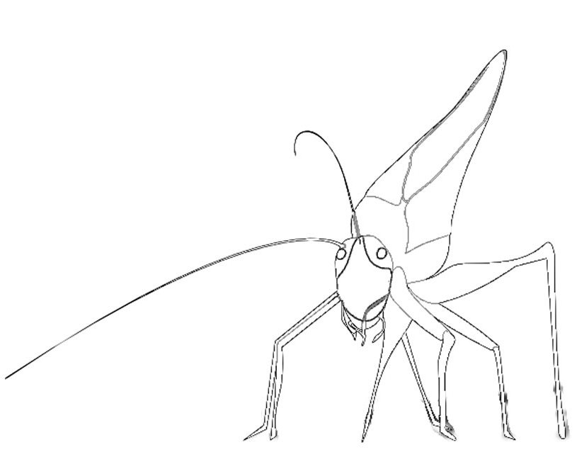 Saltamontes #9131