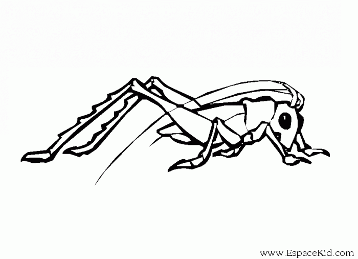 Saltamontes #9137