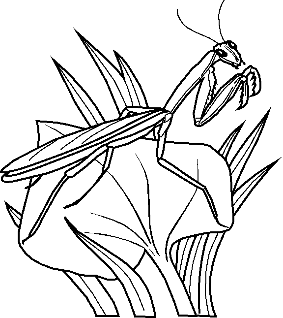 Saltamontes #9139