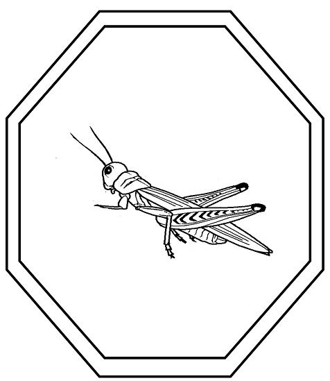 Saltamontes #9141