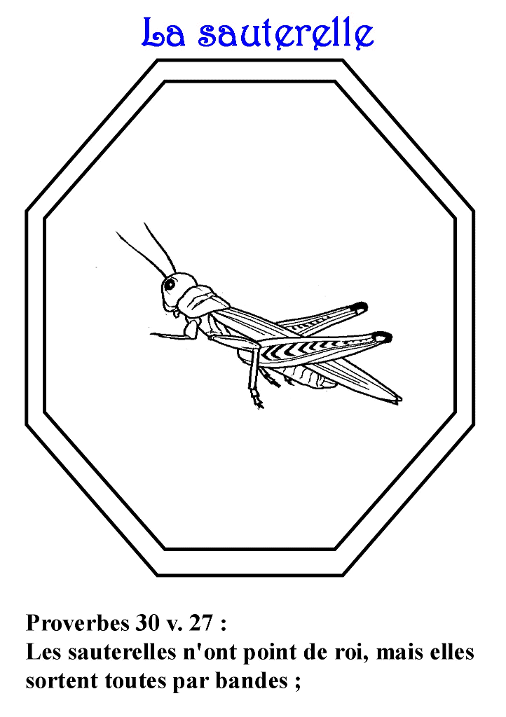 Saltamontes #9143