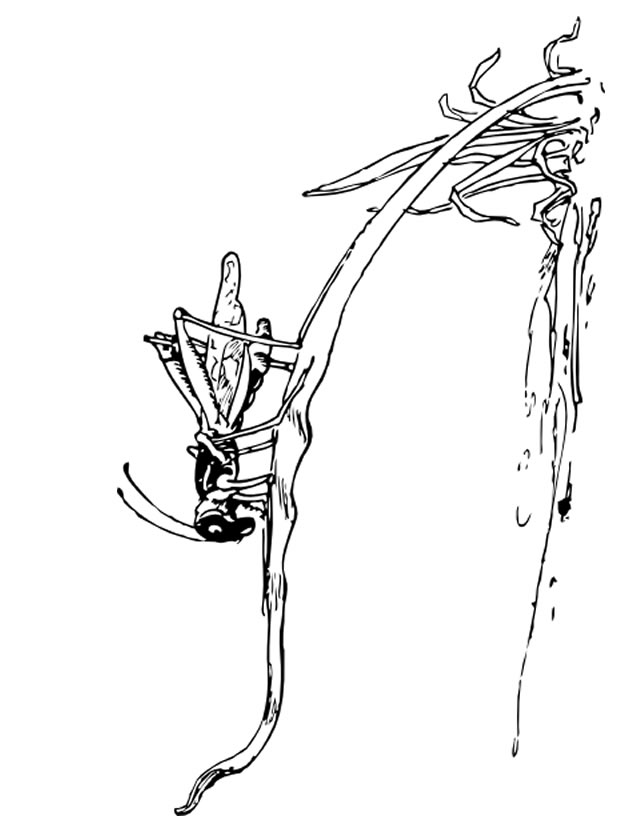 Saltamontes #9144