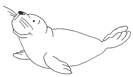 Foca #9147