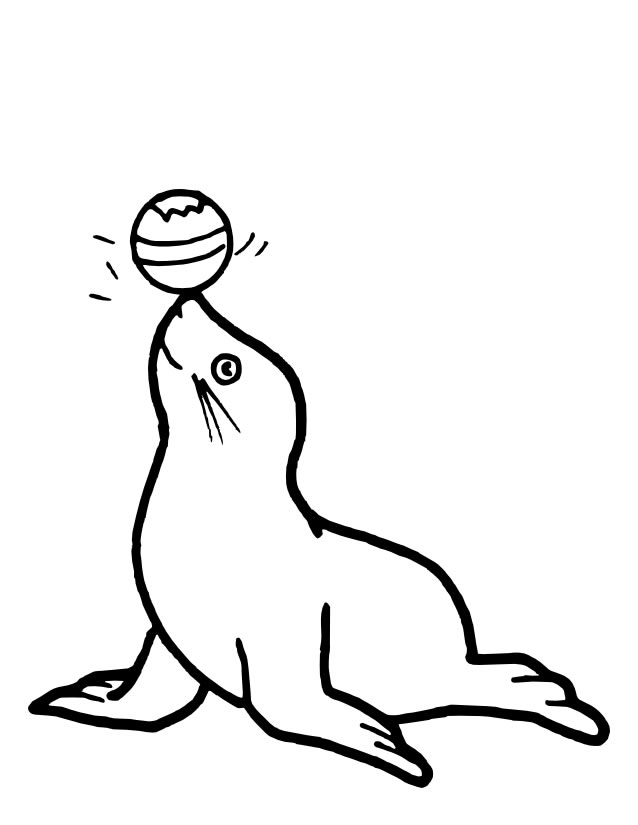 Foca #9148
