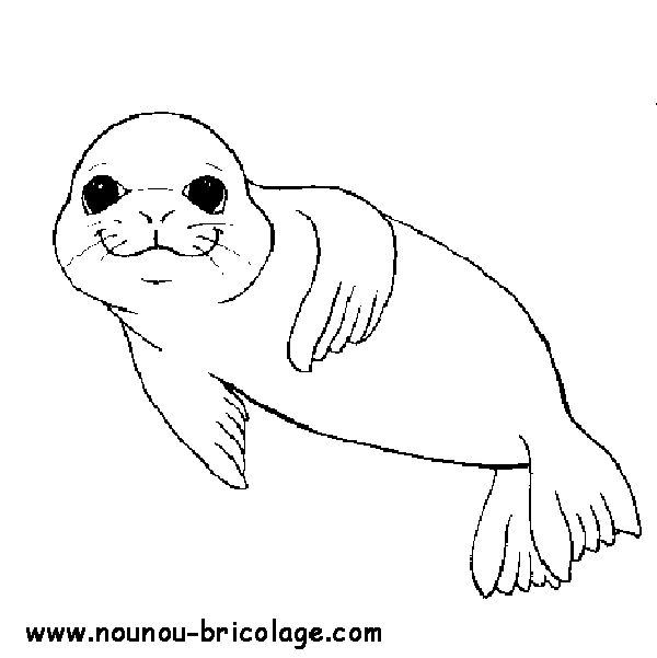 Foca #9151