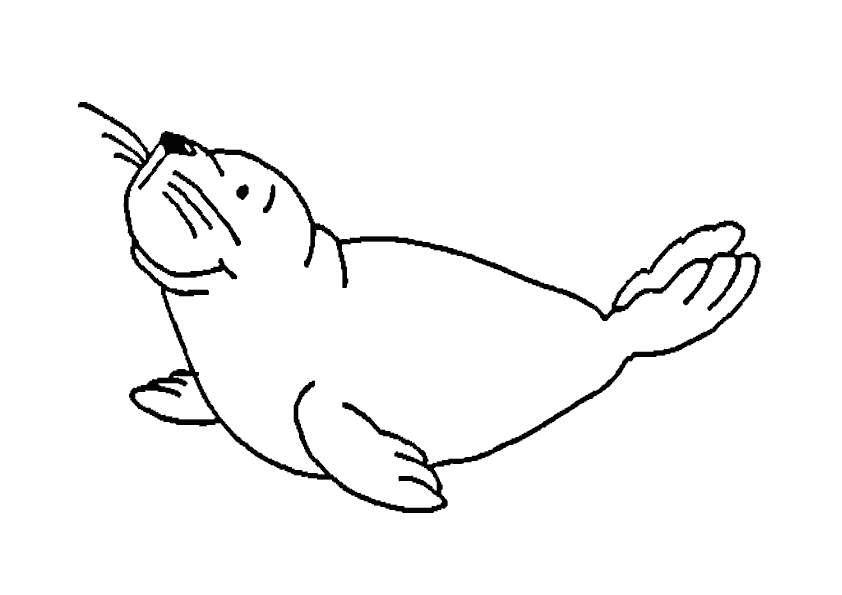 Foca #9153