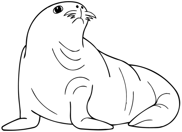 Foca #9157