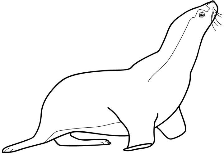 Foca #9162