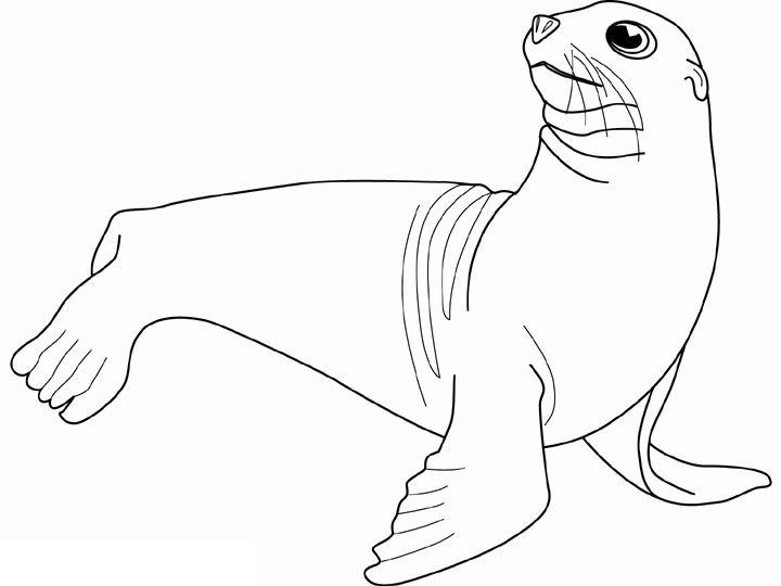 Foca #9163