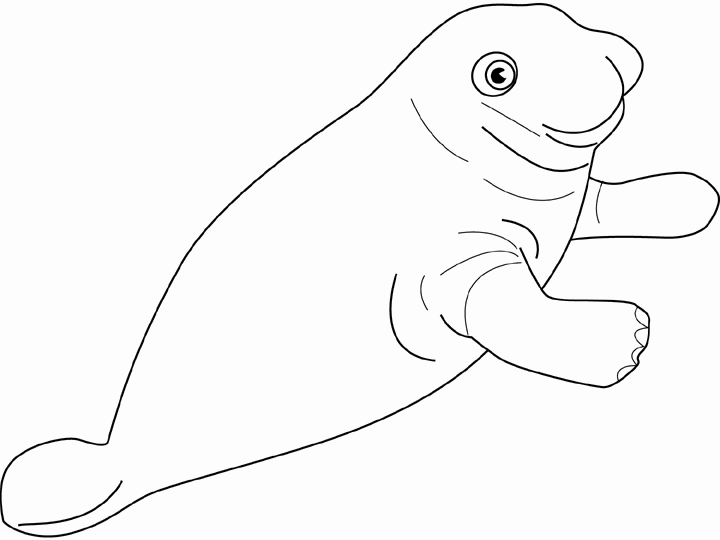 Foca #9164