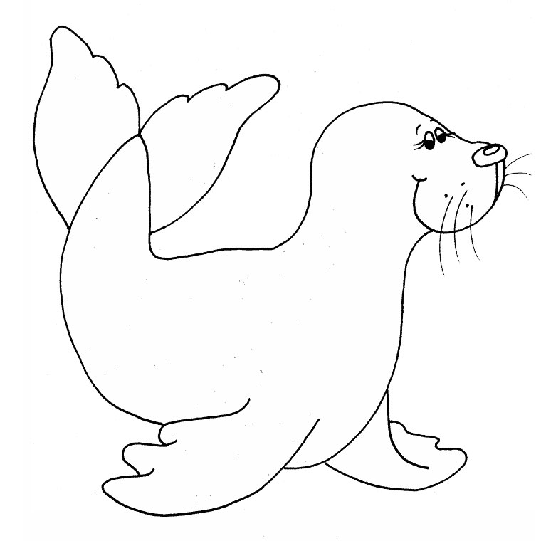 Foca #9165