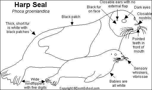 Foca #9169