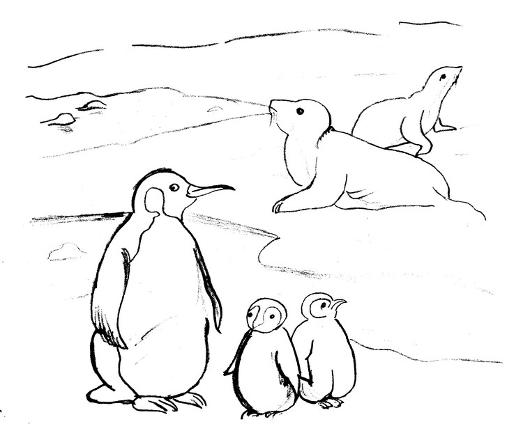Foca #9172