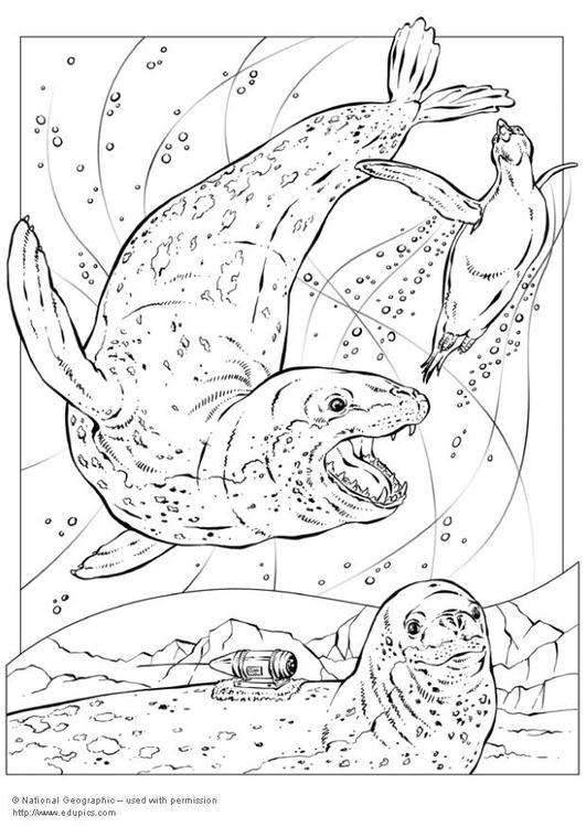 Foca #9176