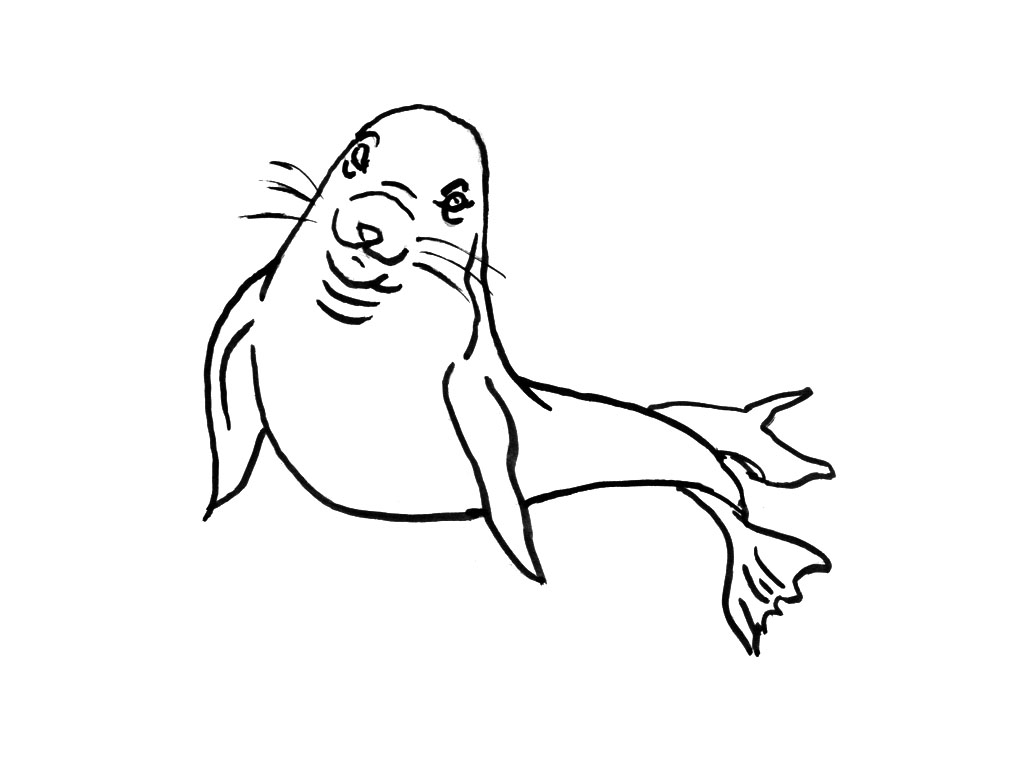 Foca #9177