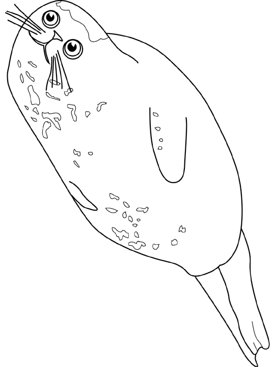 Foca #9181