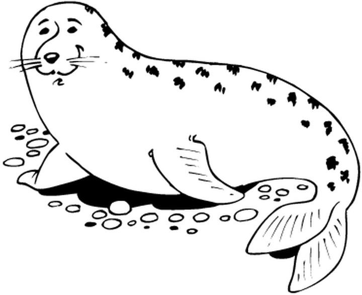 Foca #9185