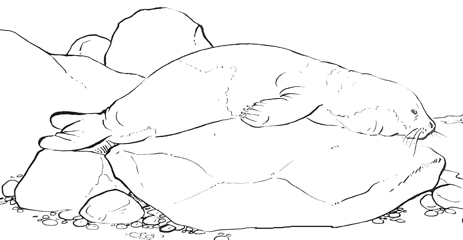 Foca #9187