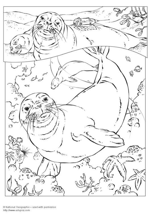 Foca #9188