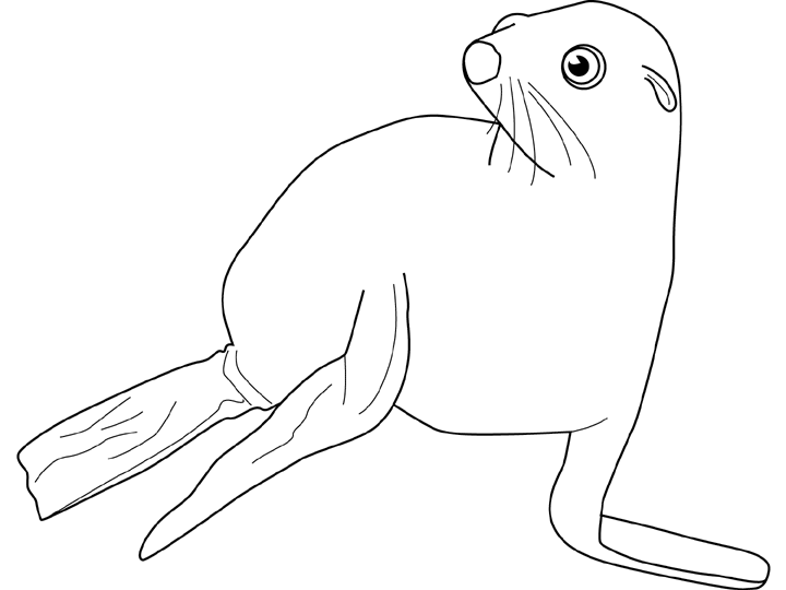 Foca #9189