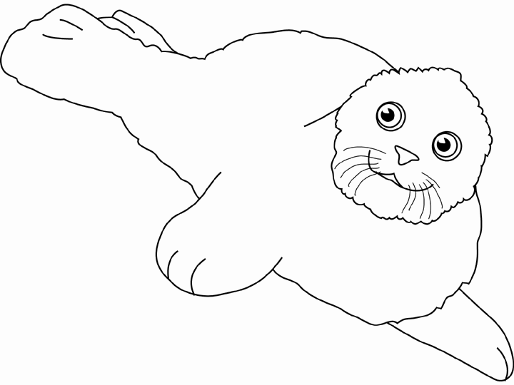 Foca #9190