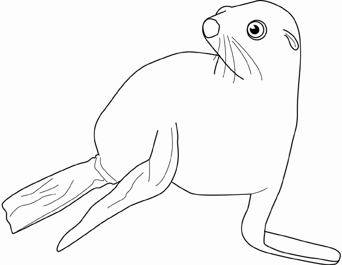 Foca #9191