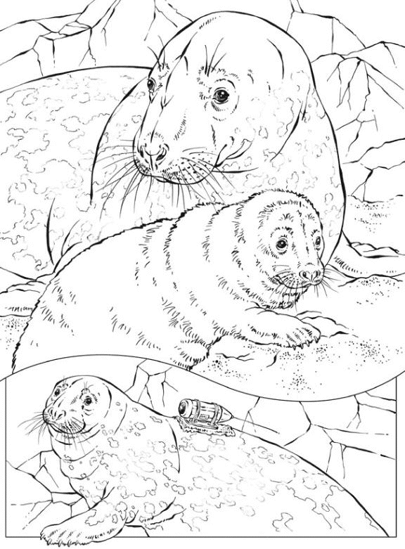 Foca #9192