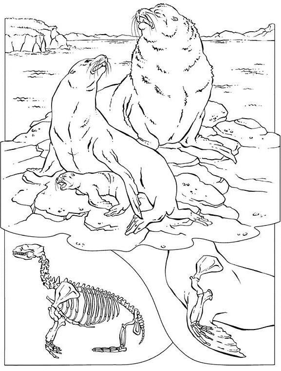 Foca #9193