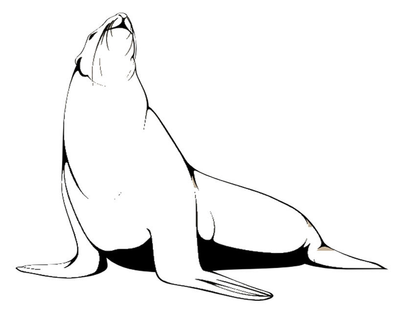 Foca #9197